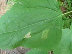 Leucospilapteryx venustella