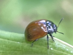 Gonioctena rubripennis