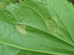 Leucospilapteryx venustella