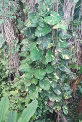 Epipremnum