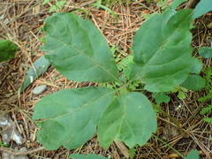 Phyllocnistis ampelopsiella