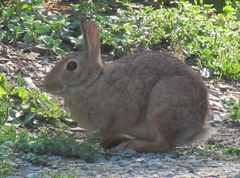 Sylvilagus floridanus