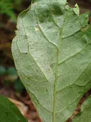 Phyllocnistis ampelopsiella