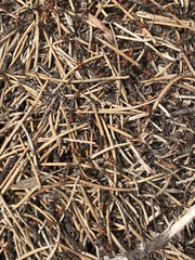 Formica obscuripes
