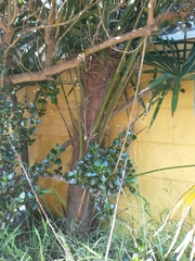 Arecaceae