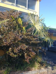 Arecaceae