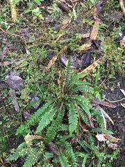 Blechnum × aggregatum
