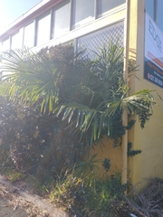 Arecaceae