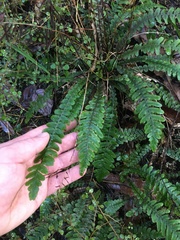 Blechnum × aggregatum