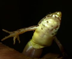 Ptychadena taenioscelis