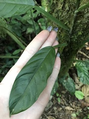 Philodendron propinquum