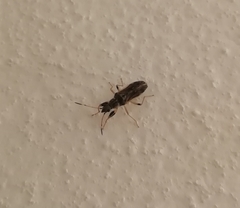 Paraparomius leptopoides