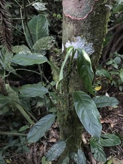 Philodendron propinquum
