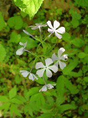 Phlox divaricata divaricata