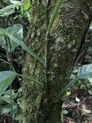 Philodendron propinquum