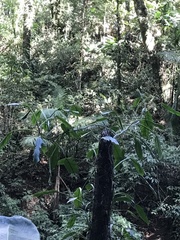 Philodendron propinquum