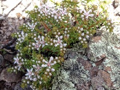 Sedum stelliforme