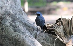 Melanotis caerulescens