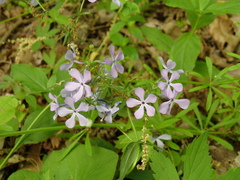 Phlox divaricata divaricata
