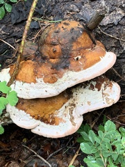 Fomitopsis schrenkii