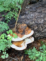Fomitopsis schrenkii