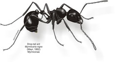Myrmicaria nigra