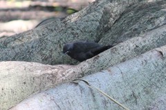 Melanotis caerulescens
