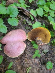 Suillus ochraceoroseus