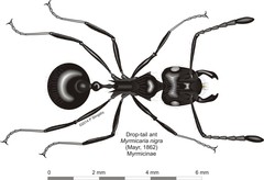 Myrmicaria nigra