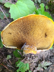Suillus ochraceoroseus