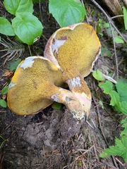 Suillus ochraceoroseus
