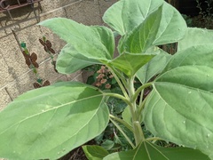 Microrhopala rubrolineata