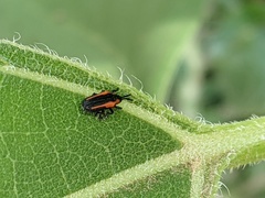Microrhopala rubrolineata