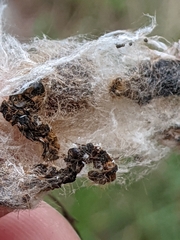 Euproctis chrysorrhoea