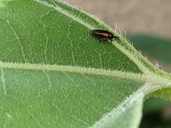 Microrhopala rubrolineata