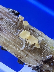 Hymenoscyphus vernus