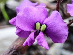 Hardenbergia violacea
