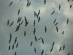 Pelecanus erythrorhynchos