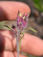 Cordylanthus capitatus