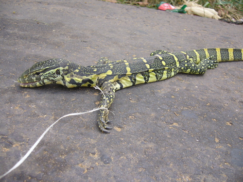 Nile Monitor