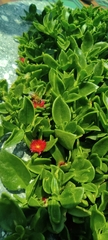 Mesembryanthemum cordifolium
