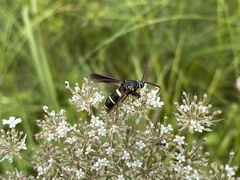 Paranthrene tabaniformis