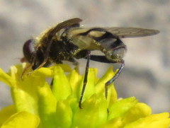 Parhelophilus rex