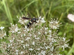Paranthrene tabaniformis