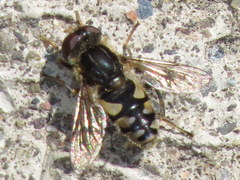 Parhelophilus rex