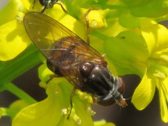 Rhingia nasica image
