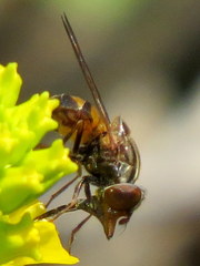 Rhingia nasica image