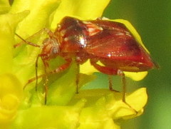 Lygus rubroclarus