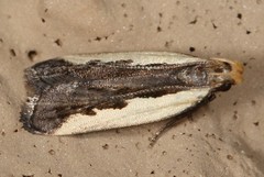 Dichomeris serrativittella