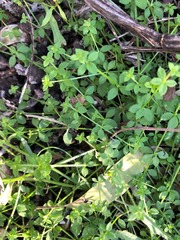 Galium leptogonium